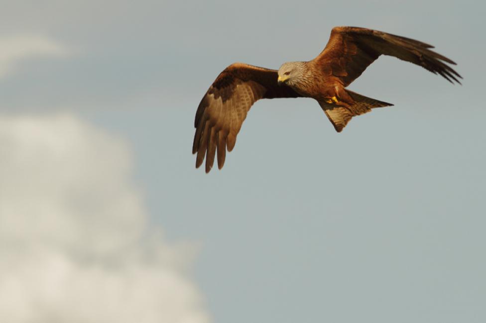 Cazador aéreo